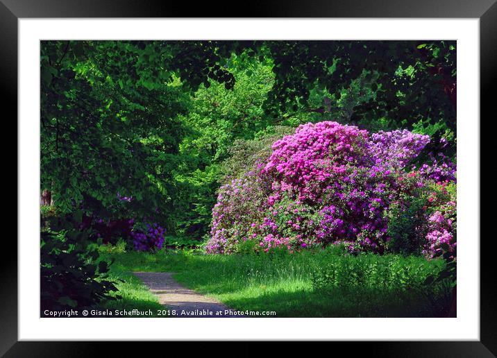 Amazing Rhododendron in the Park Framed Mounted Print by Gisela Scheffbuch