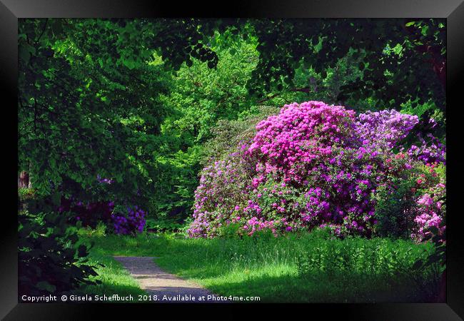Amazing Rhododendron in the Park Framed Print by Gisela Scheffbuch