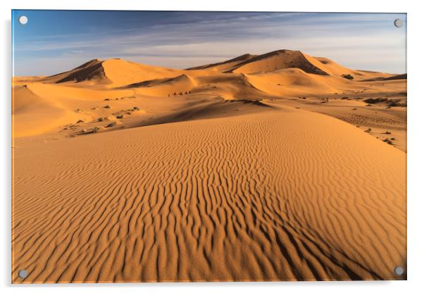 Camel caravan in the Sahara Acrylic by peter schickert