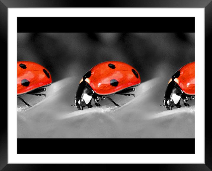 ladybird parade! Framed Mounted Print by Heather Newton