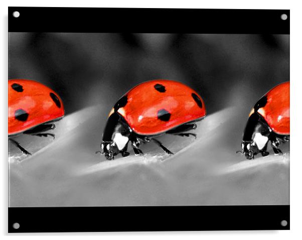 ladybird parade! Acrylic by Heather Newton