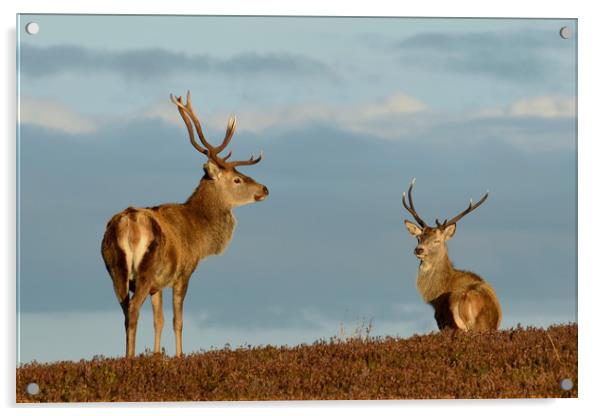 Red Deer Stags Acrylic by Macrae Images