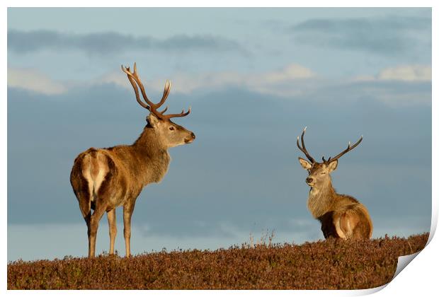 Red Deer Stags Print by Macrae Images