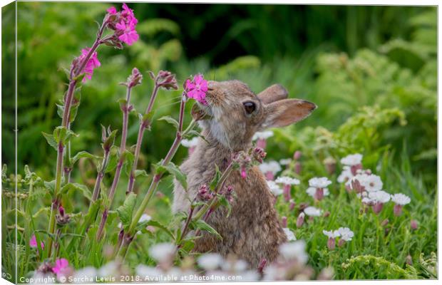 Wild Rabbit in the Red Campion Canvas Print by Sorcha Lewis