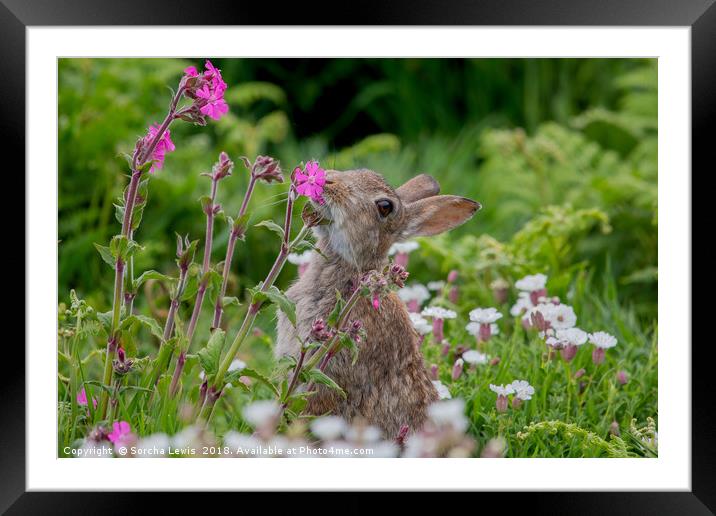 Wild Rabbit in the Red Campion Framed Mounted Print by Sorcha Lewis