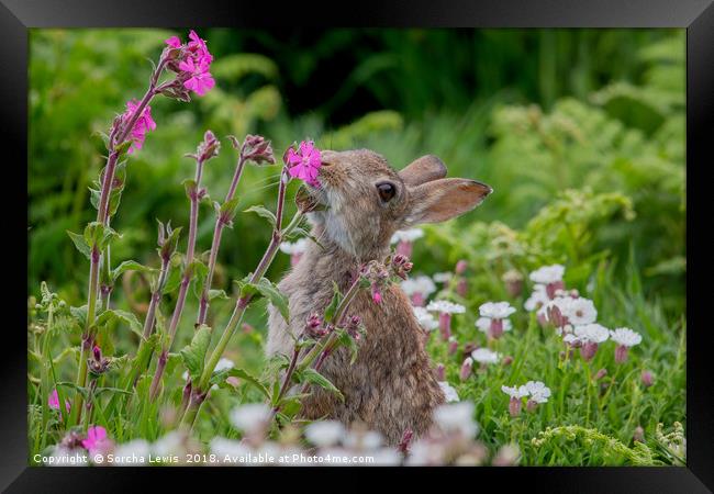Wild Rabbit in the Red Campion Framed Print by Sorcha Lewis