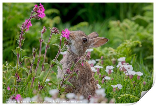 Wild Rabbit in the Red Campion Print by Sorcha Lewis