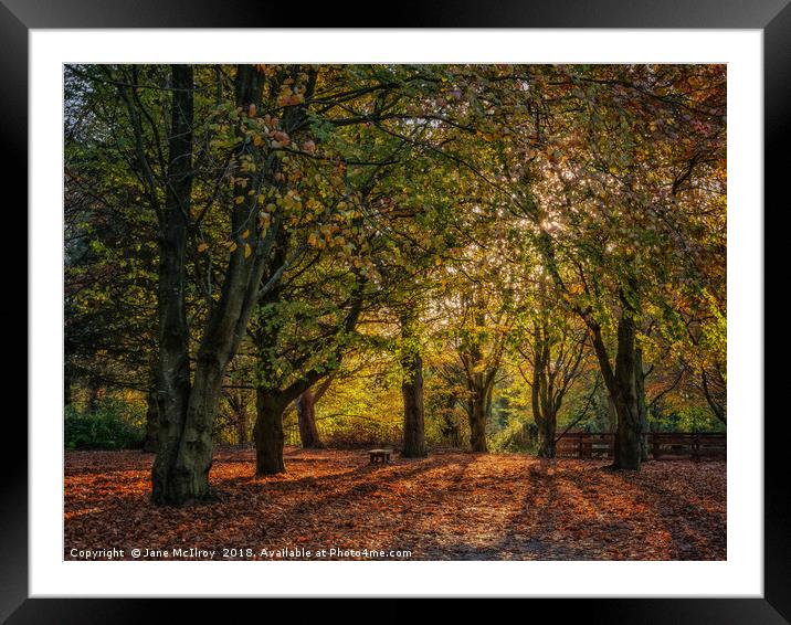 Autumn Sunlight Framed Mounted Print by Jane McIlroy