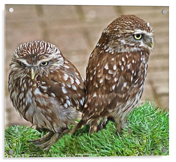 Little Owl Pair Acrylic by David Mccandlish