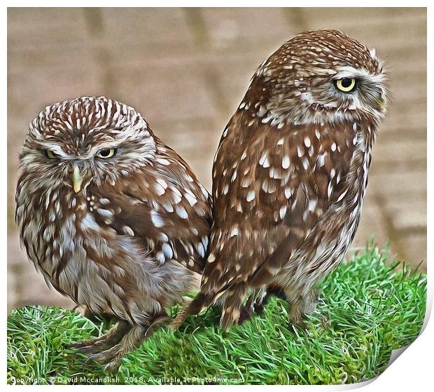 Little Owl Pair Print by David Mccandlish