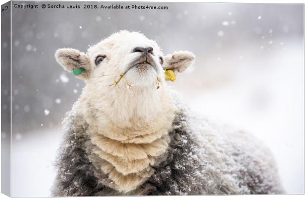 Catching Snowflakes - Herdwick Sheep Canvas Print by Sorcha Lewis
