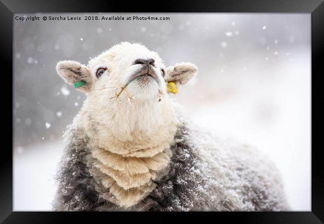 Catching Snowflakes - Herdwick Sheep Framed Print by Sorcha Lewis