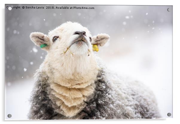 Catching Snowflakes - Herdwick Sheep Acrylic by Sorcha Lewis