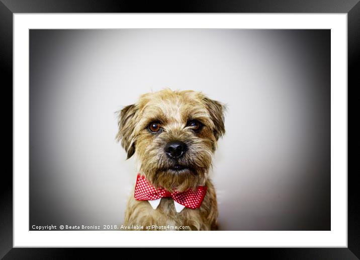 Cute Border Terrier portrait   Framed Mounted Print by Beata Bronisz