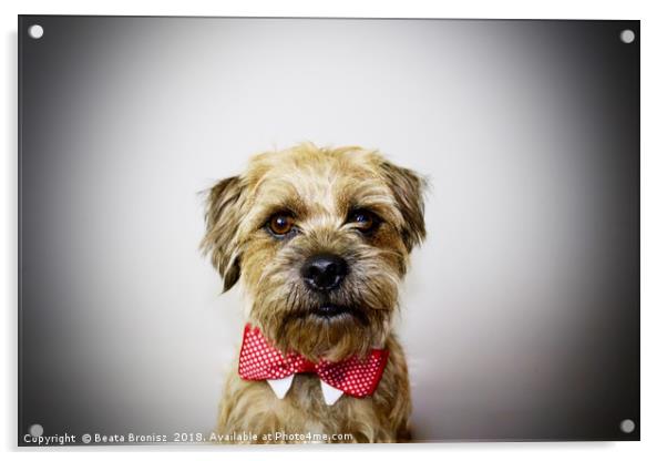 Cute Border Terrier portrait   Acrylic by Beata Bronisz