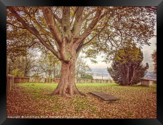Solitary Tree in the Cemetery in Backfields overlo Framed Print by Zahra Majid