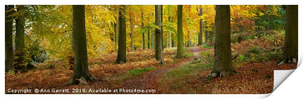 Autumn Path on Cannock Chase Print by Ann Garrett