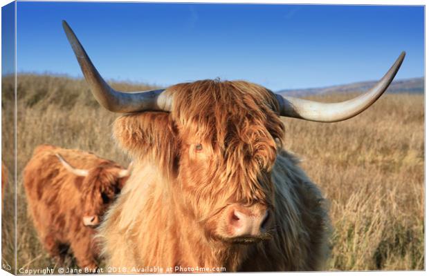 Majestic Highland Cow Grazing in Scotland Canvas Print by Jane Braat