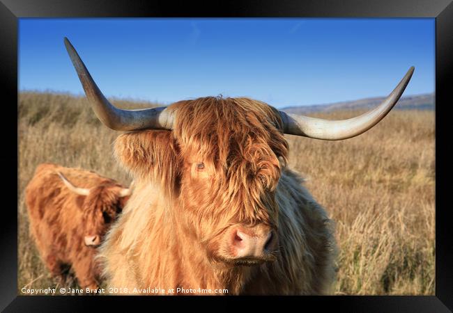 Majestic Highland Cow Grazing in Scotland Framed Print by Jane Braat