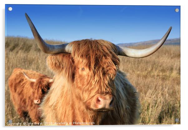 Majestic Highland Cow Grazing in Scotland Acrylic by Jane Braat