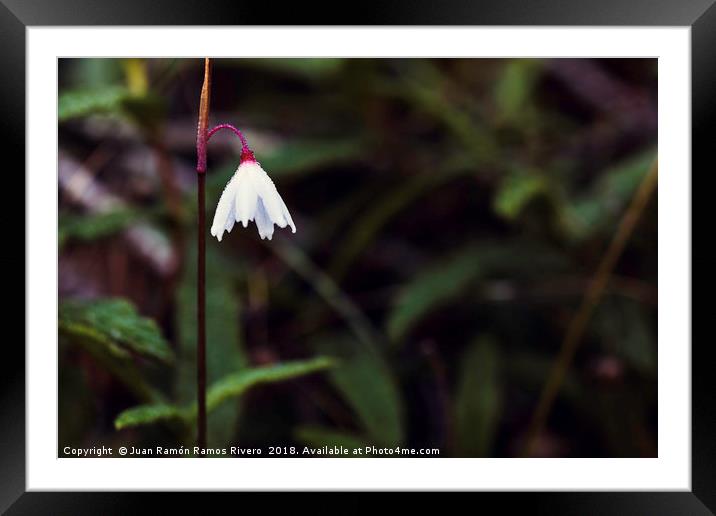 Acis autumnalis with water drops by morning dew Framed Mounted Print by Juan Ramón Ramos Rivero