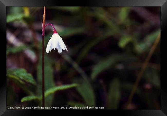 Acis autumnalis with water drops by morning dew Framed Print by Juan Ramón Ramos Rivero