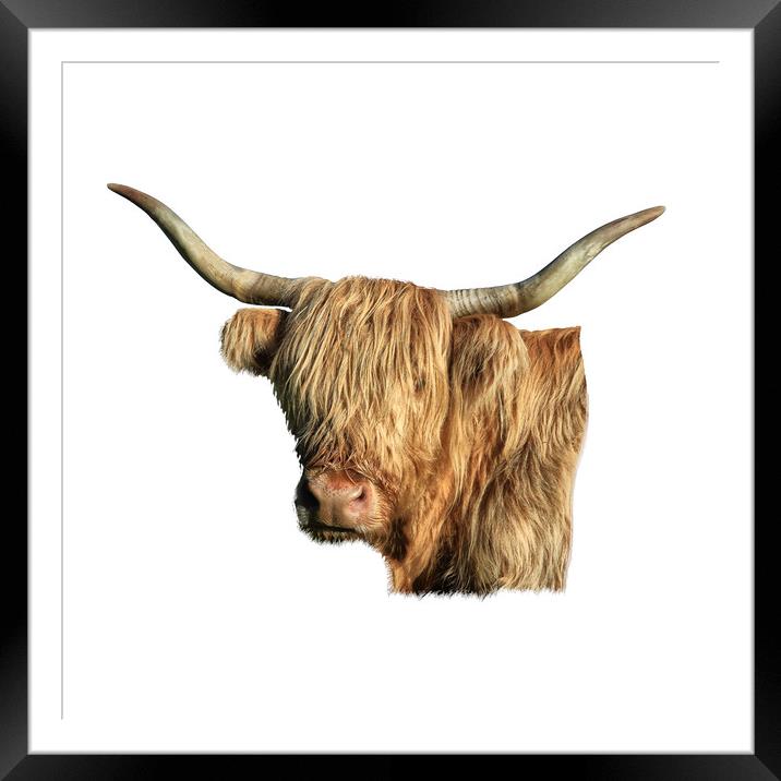 Highland Cow  Framed Mounted Print by Jane Braat