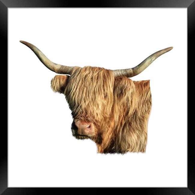 Highland Cow  Framed Print by Jane Braat