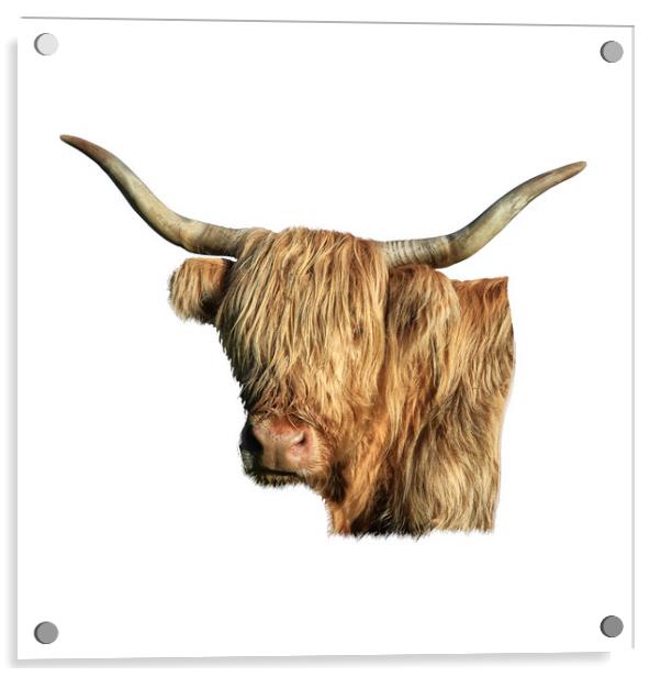 Highland Cow  Acrylic by Jane Braat