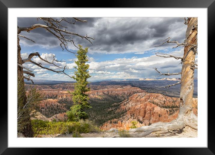 Textured trees and dark skies with view of Grand C Framed Mounted Print by Thomas Baker