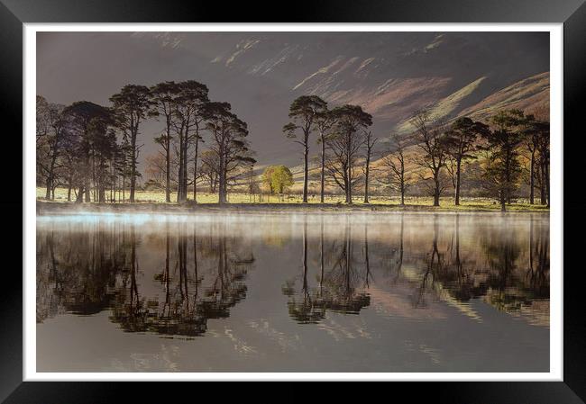 Buttermere Pines Framed Print by Paul Andrews