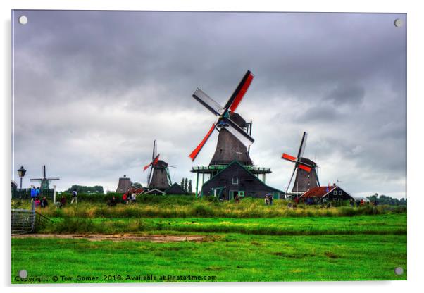 Zaanse Schans Windmills Acrylic by Tom Gomez
