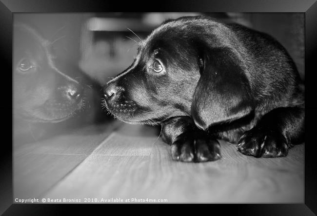 Black and white puppy Labrador  Framed Print by Beata Bronisz