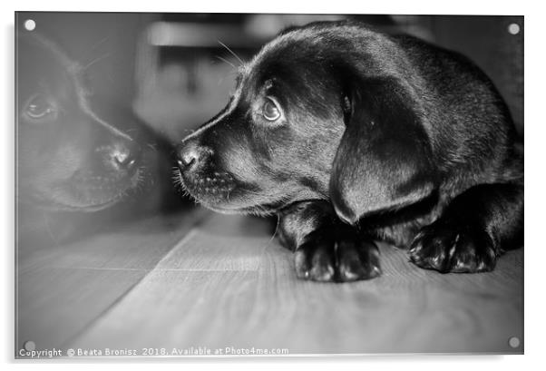 Black and white puppy Labrador  Acrylic by Beata Bronisz