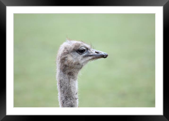 Emu Framed Mounted Print by kelly Draper