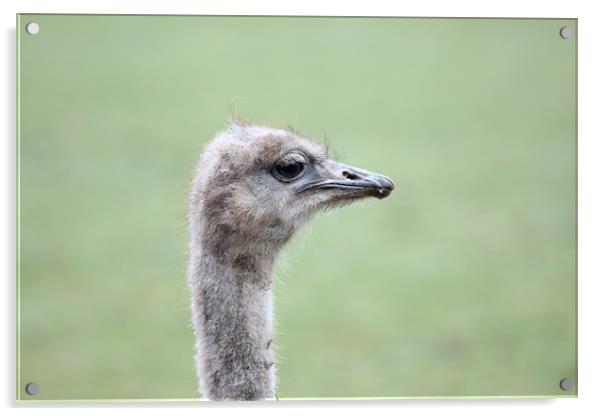 Emu Acrylic by kelly Draper