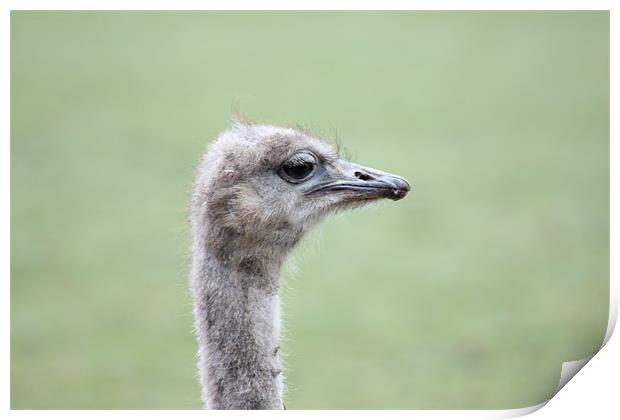 Emu Print by kelly Draper