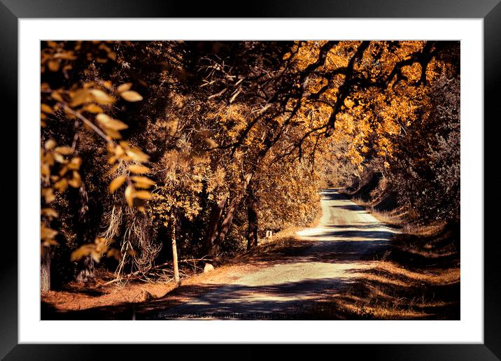 Autumnal color in the forest with the path among t Framed Mounted Print by Juan Ramón Ramos Rivero