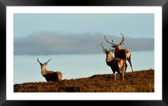 Red Deer Stags Framed Mounted Print by Macrae Images