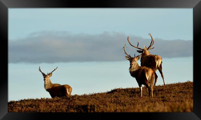 Red Deer Stags Framed Print by Macrae Images