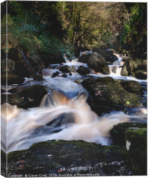 Ness Woods River  Canvas Print by Ciaran Craig