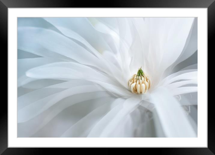 Beautiful white magnolia star, Magnolia stellata.  Framed Mounted Print by Karina Knyspel