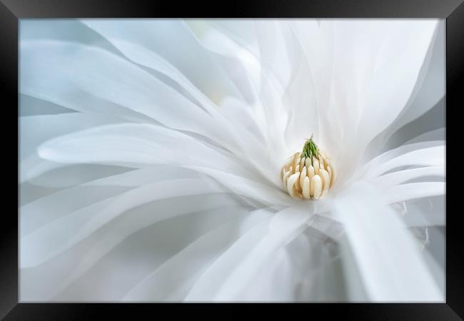 Beautiful white magnolia star, Magnolia stellata.  Framed Print by Karina Knyspel