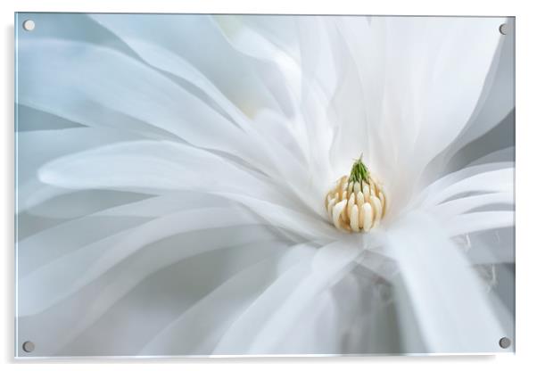 Beautiful white magnolia star, Magnolia stellata.  Acrylic by Karina Knyspel