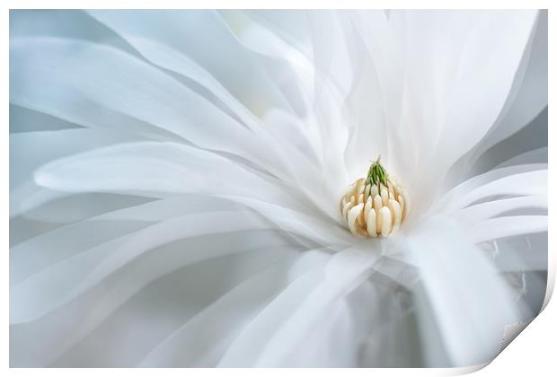 Beautiful white magnolia star, Magnolia stellata.  Print by Karina Knyspel