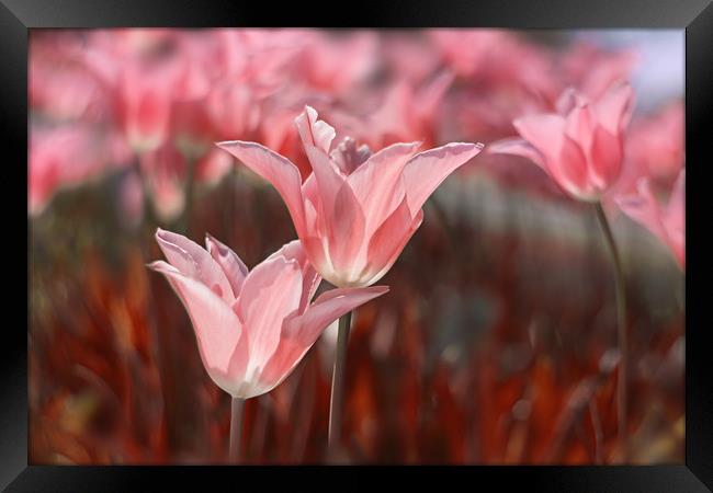 Pink tulips in the garden. Framed Print by Karina Knyspel