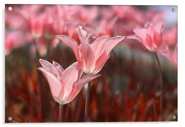 Pink tulips in the garden. Acrylic by Karina Knyspel