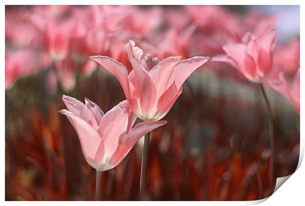 Pink tulips in the garden. Print by Karina Knyspel