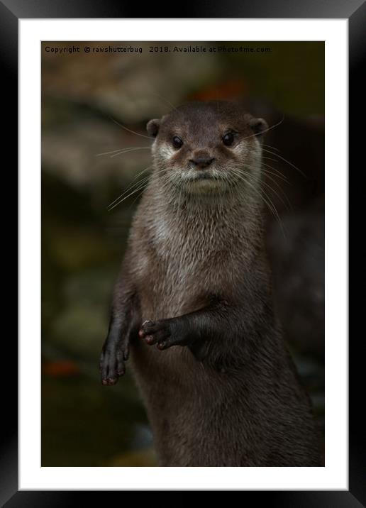 Curious Otter Framed Mounted Print by rawshutterbug 