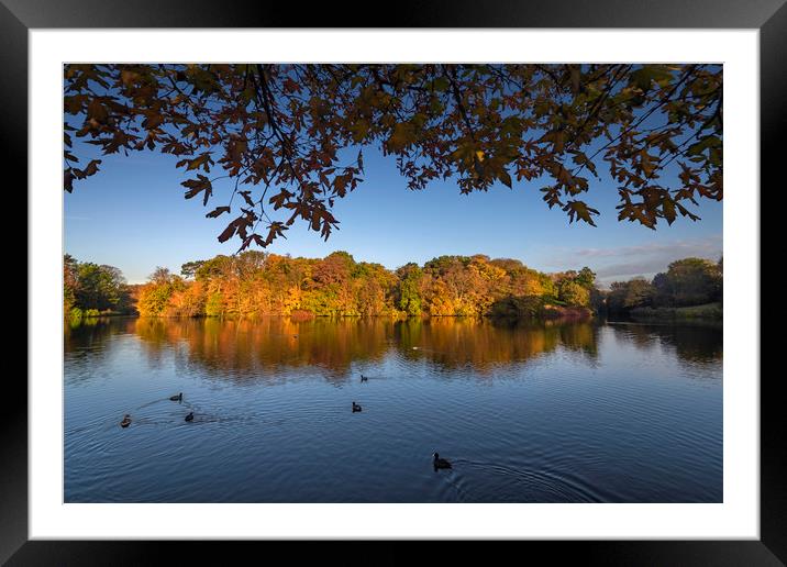 Autumn lake surrounded by autumnal trees Framed Mounted Print by Ankor Light